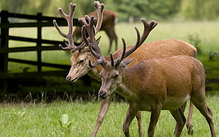 two brown moose